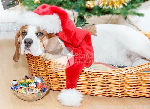 Image of sleeping dog weared to santa hat