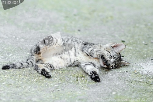 Image of lying small baby cat 