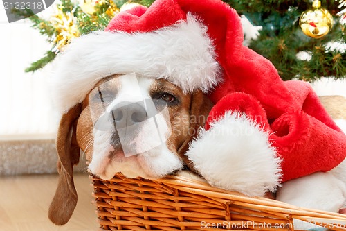 Image of sleeping dog weared to santa hat