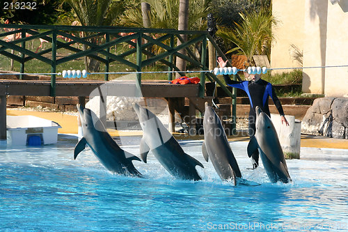 Image of four dolphins in a row