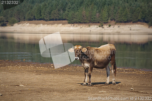 Image of Calf by the lake