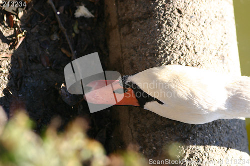 Image of swan drinking