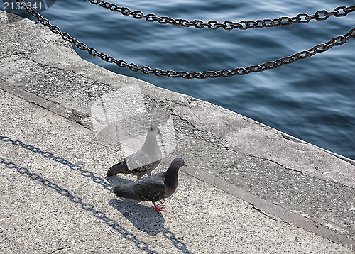 Image of Two pigeons