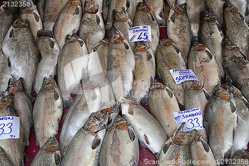 Image of Fresh salmon for sale