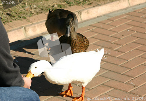 Image of ducks being fed