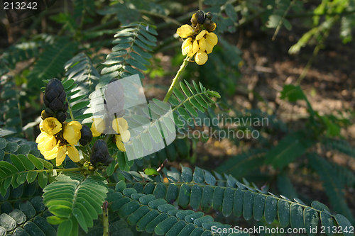 Image of yellow plant and foliage