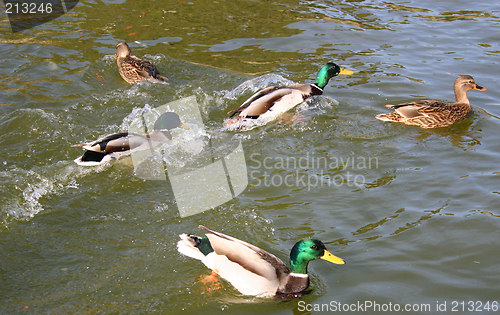 Image of ducks