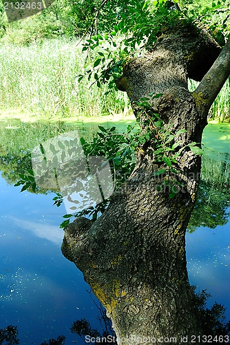 Image of Big tree bending over a small forest river