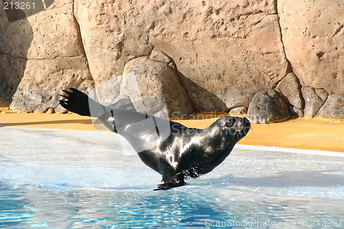 Image of balancing sealion