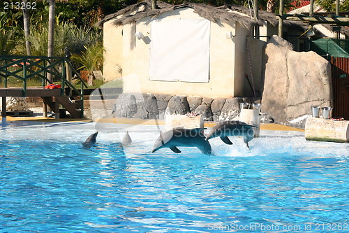 Image of dolphins jumping