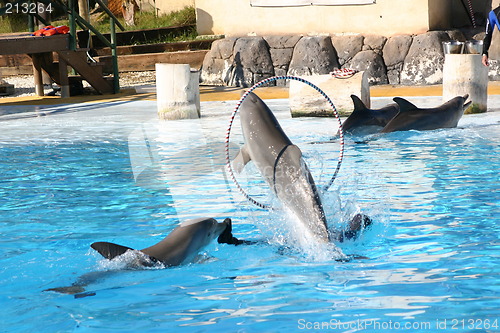 Image of dolphins going through a hoop