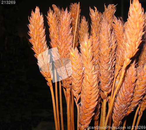 Image of dried grass