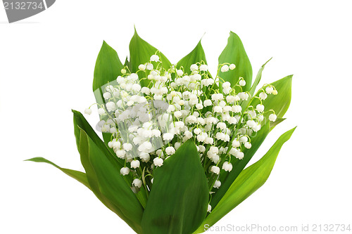 Image of Lily of the valley
