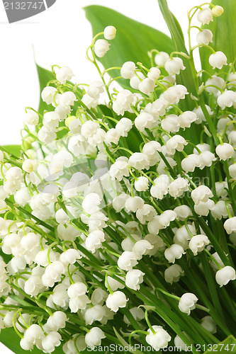Image of Lily of the valley