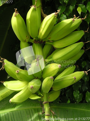 Image of bananas