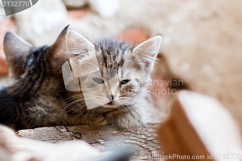 Image of portrait of small baby cat