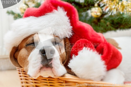 Image of sleeping dog weared to santa hat