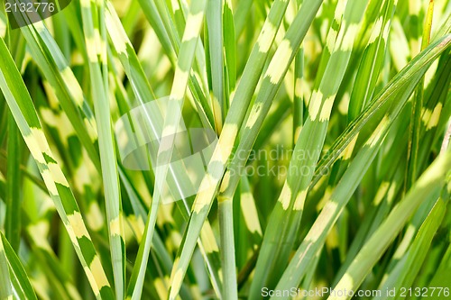 Image of photo of nice grass for background
