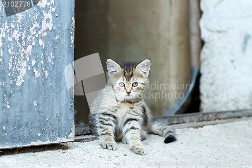 Image of portrait of small baby cat