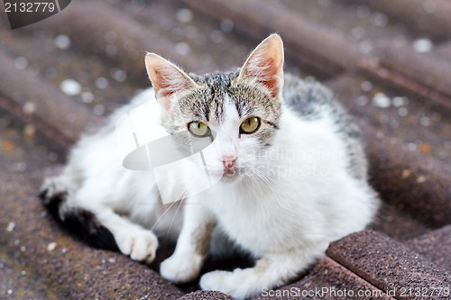 Image of close up front view of cat on tile roof 