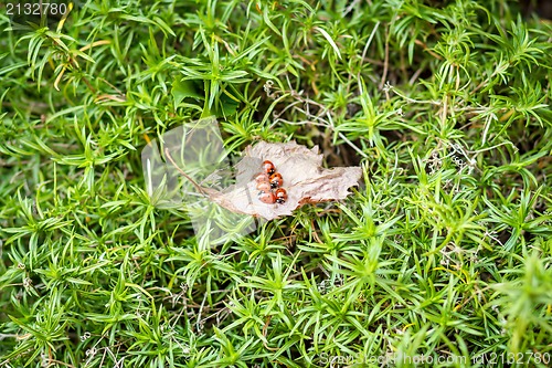 Image of ladybugs on a dry leaf