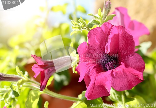 Image of Pink flower Petunia Surfinia Vein