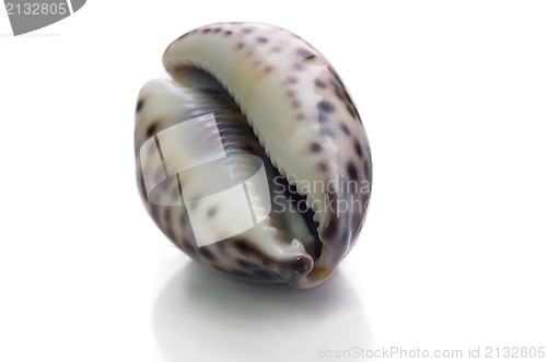 Image of shell on a white background