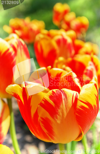 Image of Tulips