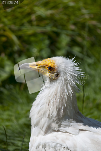 Image of Egyptian Vulture