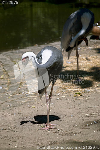 Image of White-naped Crane