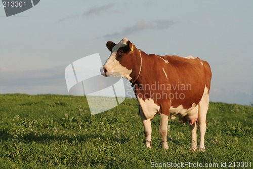 Image of Cow