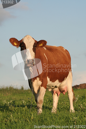 Image of Cow