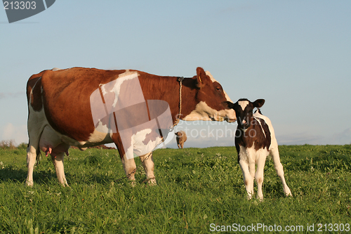 Image of Cows