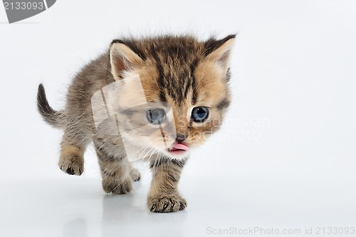 Image of small Scottish straight kitten walking towards