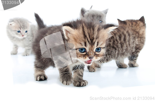 Image of group of little kittens