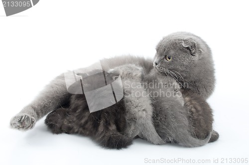 Image of Mother cat feeding her kittens. Studio shot. Isolated. 