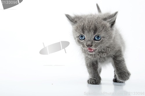 Image of running Scottish straight kitten 