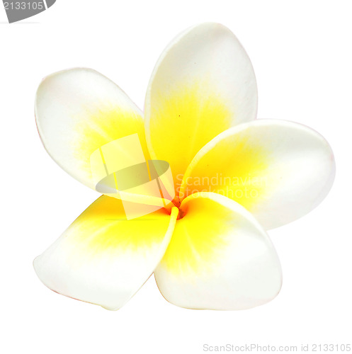 Image of frangipani flower