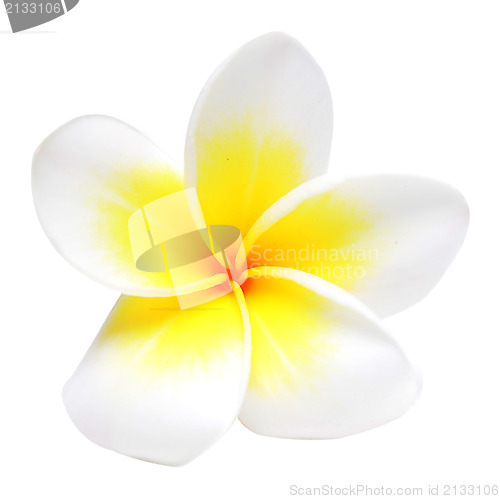 Image of frangipani