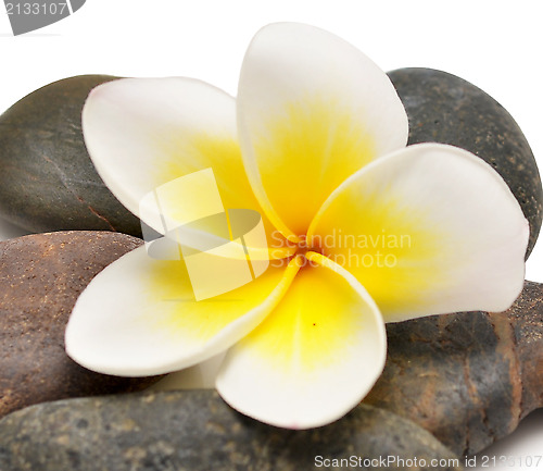 Image of flower and stones
