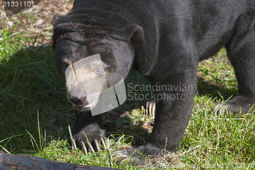 Image of Sun Bear