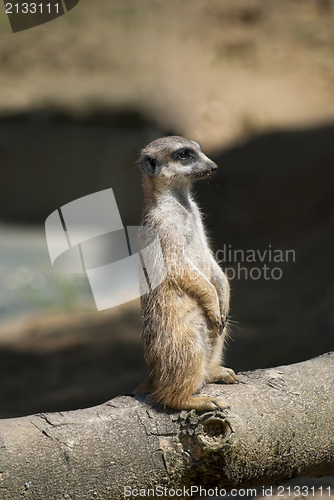 Image of Meerkat