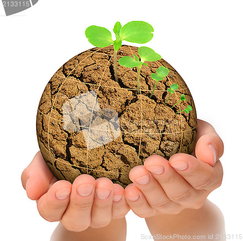 Image of Plant growing out of parched planet in hands, evolution concept