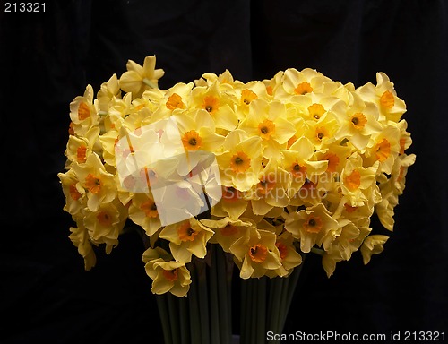 Image of Daffodils