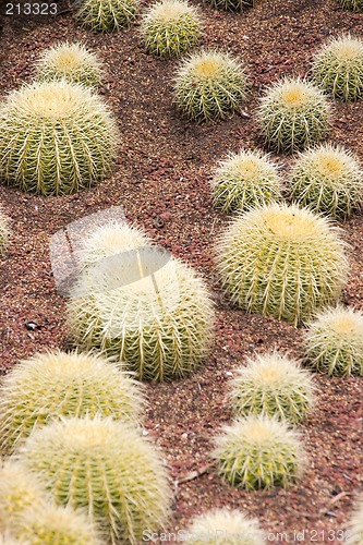 Image of Golden Barrel Cactus