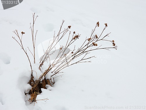 Image of Dried Burdock Plant Among Snow