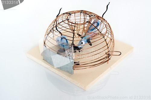 Image of Conceptual: Euro Bills trapped in mouse-trap