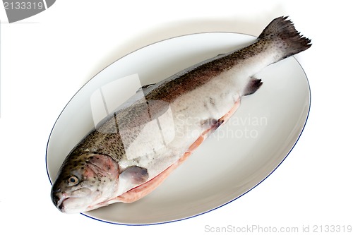 Image of rainbow trout