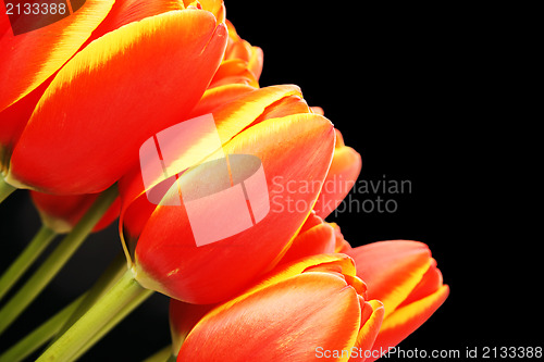 Image of Fresh tulips in boots