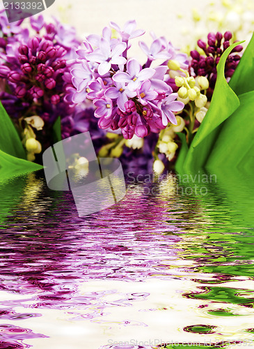 Image of Lilac